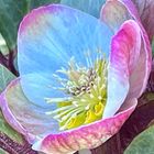 ヘレボルス・スノーダンス  #Helleborus...