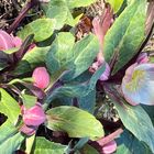 ヘレボルス・スノーダンス  #Helleborus...