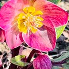 ヘレボルス・スノーダンス  #Helleborus...