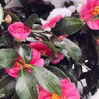 山茶花  雪の中のお花も綺麗です✨ 3月4日