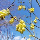 トサミズキ✨  去年よりも花が少ないです...