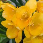 フリージアの黄花