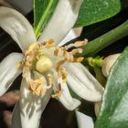 縦に長いお花だなあと思ったら、花弁が...