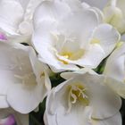 フリージアの白花