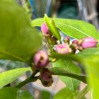 レモン🍋の花。 去年は3個だけだったけど...