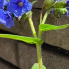 ずっと植え替えもしてないのに、春にな...