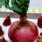 再生野菜⑤ 赤かぶとさつまいも🍠 赤かぶ...