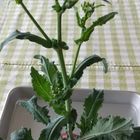 再生野菜⑪ 赤かぶ 茎も葉っぱもどんどん...