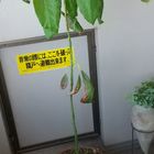 再生野菜26 アボカド🥑 8年前に、種から...