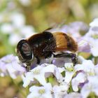 イオノプシジウムに、蜜蜂が来ています...