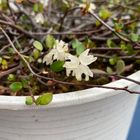 ワイヤープランツの花 かわいいです