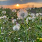 ノボロギクの綿毛が夕日色に。 遠くまで...