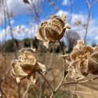 フヨウの花後。 たくさん種がついていま...