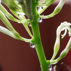 小さくて繊細な花です。 蜜が溢れ出てい...