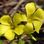 オキザリス。 数年前に植えてから、あま...