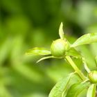 待ち遠しい蕾 白い芍薬 昨年は咲かなか...