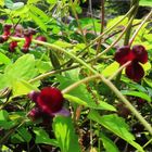 ミツバアケビ 濃い色の花で葉が三枚ある...