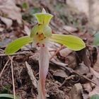 小さな春を探して山登り～⛰️ シュンラン...