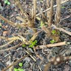 桃の木花壇のランタナも出てきた🌱   ク...