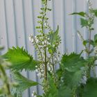 シソの花(10/7) 培養土も用意せずただ庭...