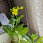 リボベジの小松菜に、黄色の花が開きま...