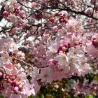 街中にポツンと1本だけ今頃咲き出す桜 ...