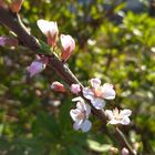 ユスラウメ🌱の花が咲きました。 お隣に...