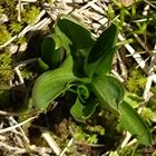 ネジバナ🌱の芽が出ていました。お花が咲...