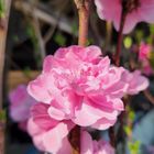 庭植えの花桃「照手桃」が咲きました💠