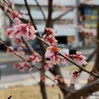 Googleで検索したら 桜ではなく アーモ...