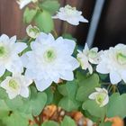 🌿バイカ(梅花)カラマツ ”カメオ” お花の...