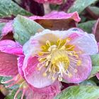 ヘレボルス・スノーダンス  #Helleborus...