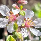 ユスラウメ 裏庭のユスラウメが開花して...