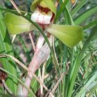 義母か大切にされていた シュンランのお...