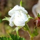 キイチゴ(ラズベリー)の花は 今日か明日...