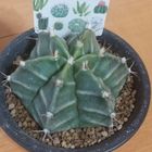 本日お迎えしてきました🌵 ぷっくりして...