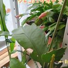 シャコバサボテンにまた花芽がつきまし...