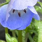 春雨が小やみの時に③。 ネモフィラ。 こ...