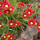 玄関横の花壇の赤いスパラキシス。 ４月...