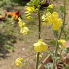 高菜の花。花も食べられます