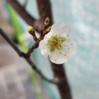 プラム「サンタローザ」の花が初めて咲...