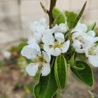 鉢植えの「ラ・フランス」の花が咲きま...