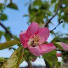 庭植えの「カリン」の花が咲きました💠