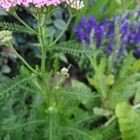 Yarrow