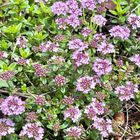 タイム・ロンギカウリス  #Thymus longi...