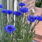 矢車草💙  #Centaurea cyanus