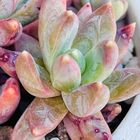 パキフィツム・千代田の松  #Pachyphytum