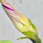 朝顔・星⭐️ 花弁が伸び始めた蕾も可愛い...