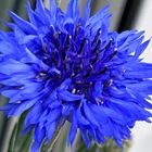 矢車草💙  #Centaurea cyanus