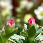 雲間草 挿し芽  生き残りから蕾😊